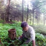 Cueillette de champignons sauvages (chanterelles)