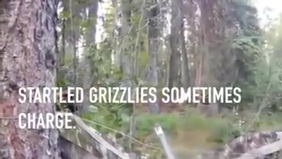 Rencontre d'un grizzly dans une cache au sol