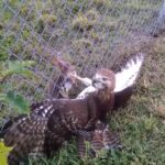Un faucon attrape un lapin de l'autre bord d'une clôture!