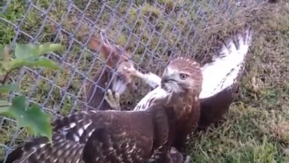 Un faucon attrape un lapin de l'autre bord d'une clôture!