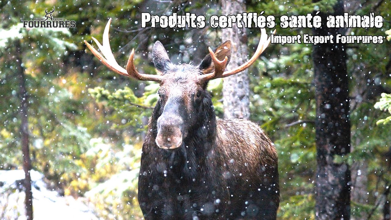 Import Export Fourrure Produit certifié 100% santé animale