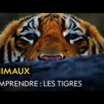 COMPRENDRE : Les tigres