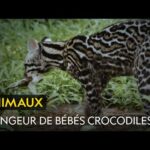 Ce chat tigre mange des bébés crocodiles