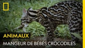 Ce chat tigre mange des bébés crocodiles