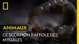 Ce scorpion velu du désert mange des bébés mygales