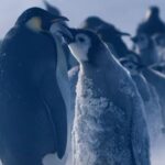 Ces manchots, seuls animaux capables de survivre sur la banquise antarctique en hiver