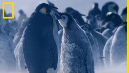 Ces manchots, seuls animaux capables de survivre sur la banquise antarctique en hiver