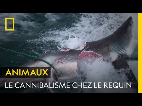 Chez le requin, le cannibalisme est plus courant qu'on ne le pense