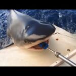 Comment mesurer la force de morsure d'un requin bouledogue