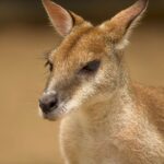 Découvrir le kangourou : tout ce qu'il faut savoir sur la mascotte australienne