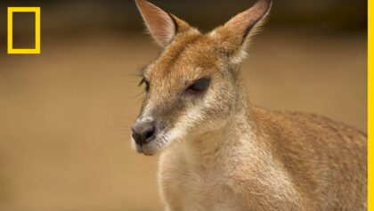 Découvrir le kangourou : tout ce qu'il faut savoir sur la mascotte australienne