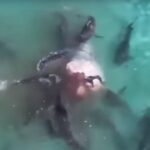 Des requins dévorent une baleine morte