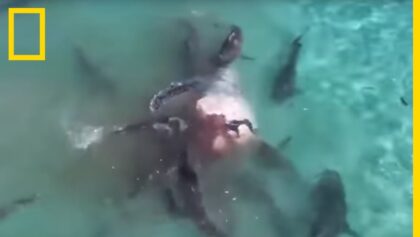Des requins dévorent une baleine morte