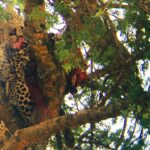 Images rares : un léopard dévore l'un de ses congénères