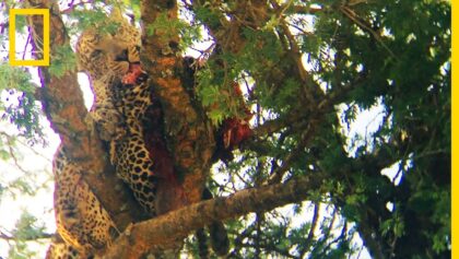 Images rares : un léopard dévore l'un de ses congénères