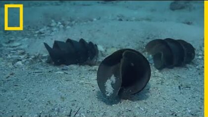 La  bourse de sirène , un œuf de requin à la forme très particulière