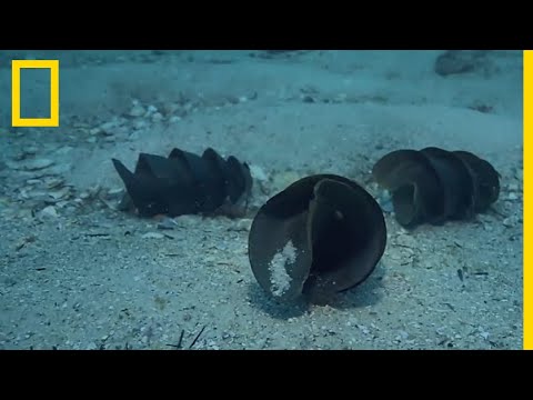 La  bourse de sirène , un œuf de requin à la forme très particulière