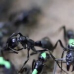 La solidarité des fourmis