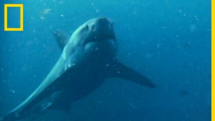 L'arsenal sensoriel du requin | SHARK ZONE