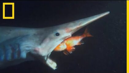 Le requin lutin, effrayant pensionnaire du royaume des abysses