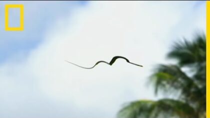 Le serpent volant, spécialiste du vol plané entre les arbres