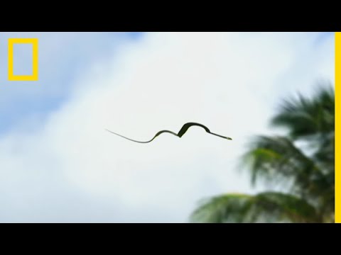 Le serpent volant, spécialiste du vol plané entre les arbres