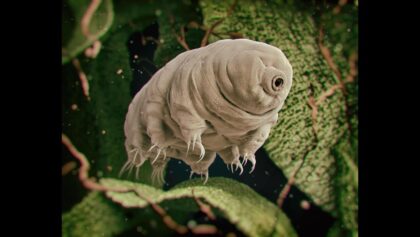Le tardigrade - l'animal qui pourrait vivre partout, même dans l'espace