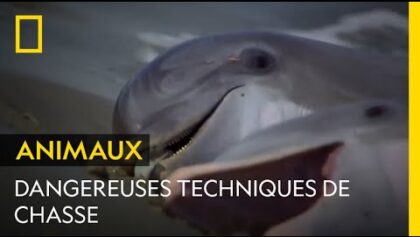 Les dauphins risquent leur vie en chassant