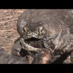 L'horrible festin des dragons de Komodo