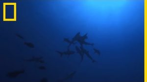 Observation d'attitudes communautaires chez des requins sauvages