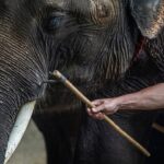 [REPORTAGE] Immersion dans l'univers cruel du tourisme animalier
