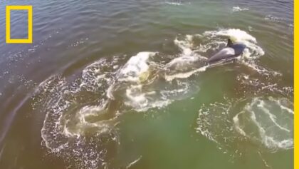 Rare : attaque coordonnée d'une baleine boréale