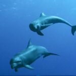 Rare : une mère tursiop a adopté un petit dauphin d'une autre espèce