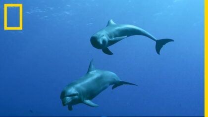 Rare : une mère tursiop a adopté un petit dauphin d'une autre espèce
