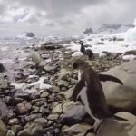 Rencontre avec un manchot  en Antarctique en kayak