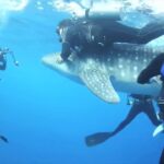 Sauvetage de 4 requins-baleines