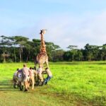 Sauvetage d'une girafe dans le sanctuaire de Mikembo