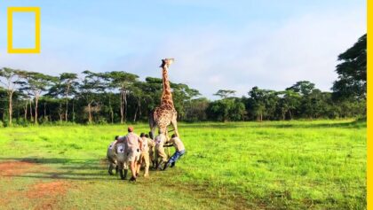 Sauvetage d'une girafe dans le sanctuaire de Mikembo