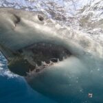 Sciences : Aperçu exceptionnel des grands requins blancs