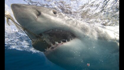 Sciences : Aperçu exceptionnel des grands requins blancs