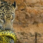 Tout savoir sur le jaguar, rare espèce sans prédateur naturel