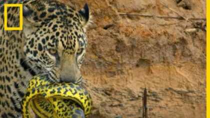 Tout savoir sur le jaguar, rare espèce sans prédateur naturel
