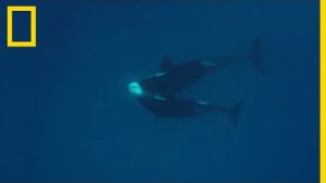Un groupe d'orques s'attaque a un requin tigre