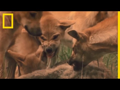 Un kangourou victime d'une attaque de dingos