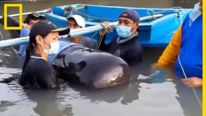 Une baleine meurt après avoir ingéré 9 kilos de plastique