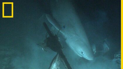 Une balise a été posée sur un requin griset pour la première fois de l'histoire