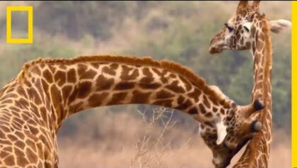 Une girafe essaie d’entraîner une femelle dans son harem