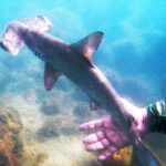 Voici une pépinière de requins-marteaux cachée aux Galapagos