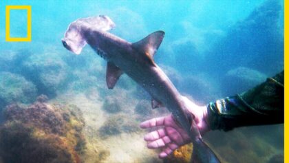 Voici une pépinière de requins-marteaux cachée aux Galapagos