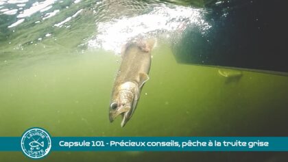 Aventure Chasse Pêche Aventure Chasse Peche Orignal Chevreuil Pourvoirie